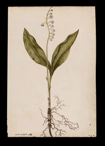 Lily of the valley; Pinks, by Jacques Le Moyne de Morgues