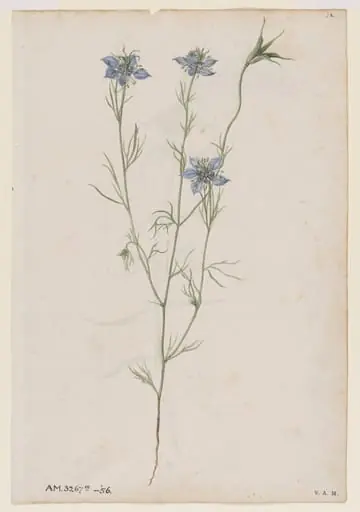 Love-in-a-mist; Field cow-wheat, by Jacques Le Moyne de Morgues