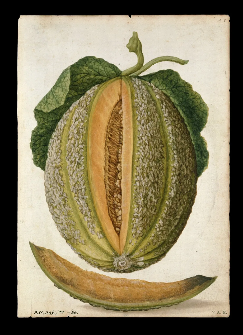 Melon; Cucumber, by Jacques Le Moyne de Morgues, watercolor, 1568