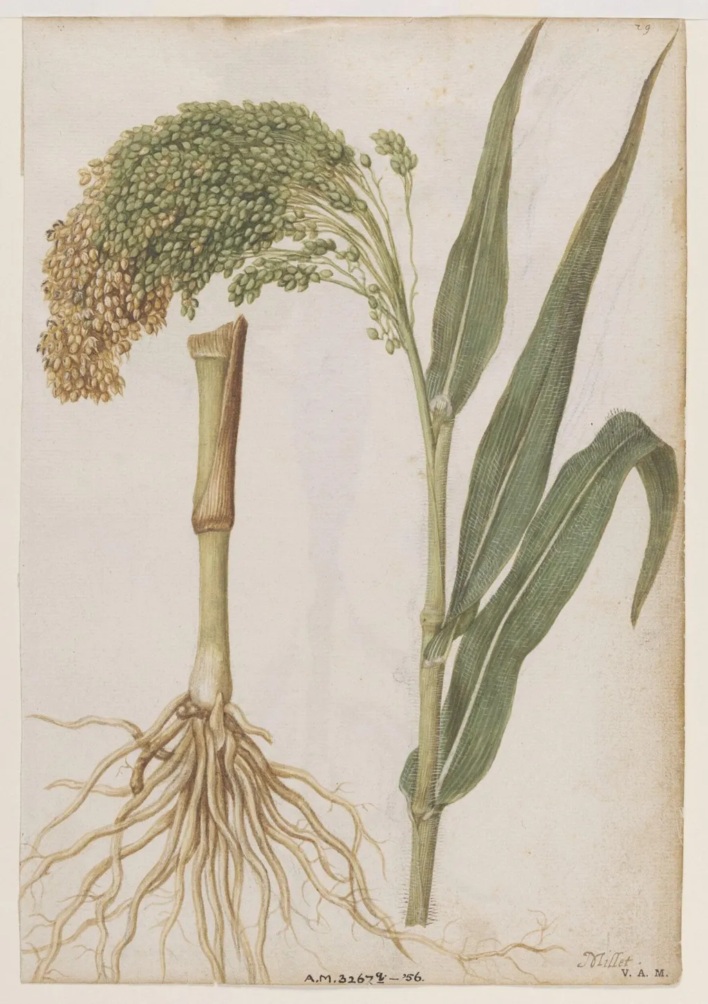 Millet; Water chestnut, by Jacques Le Moyne de Morgues, watercolor, 1568