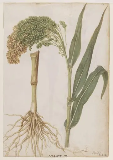 Millet; Water chestnut, by Jacques Le Moyne de Morgues