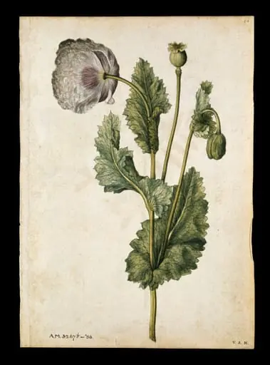 Opium poppy; Vetch and black-veined white butterfly, by Jacques Le Moyne de Morgues