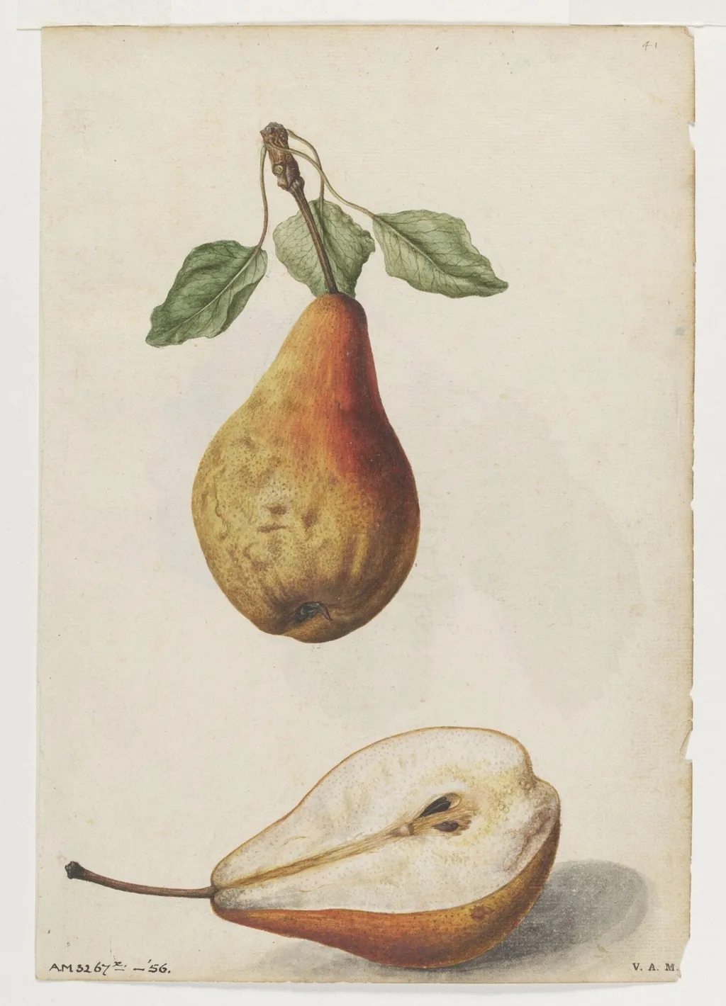 Pear; Grape vine, by Jacques Le Moyne de Morgues, watercolor, 1568