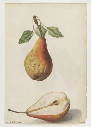 Pear; Grape vine, by Jacques Le Moyne de Morgues