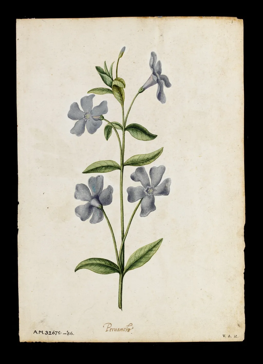 Periwinkle; Peony, by Jacques Le Moyne de Morgues, watercolor, 1568