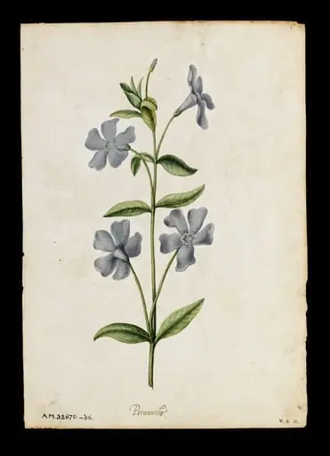Periwinkle; Peony, by Jacques Le Moyne de Morgues