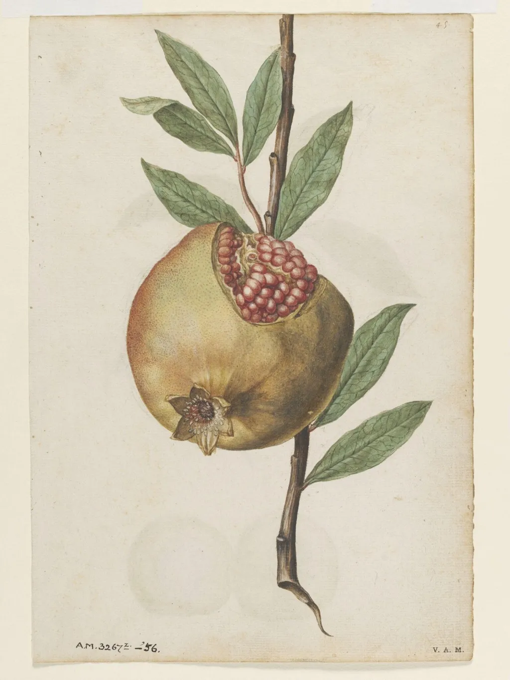 Pomegranate; Peach, by Jacques Le Moyne de Morgues, watercolor, 1568
