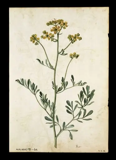 Rue; Camomile, by Jacques Le Moyne de Morgues