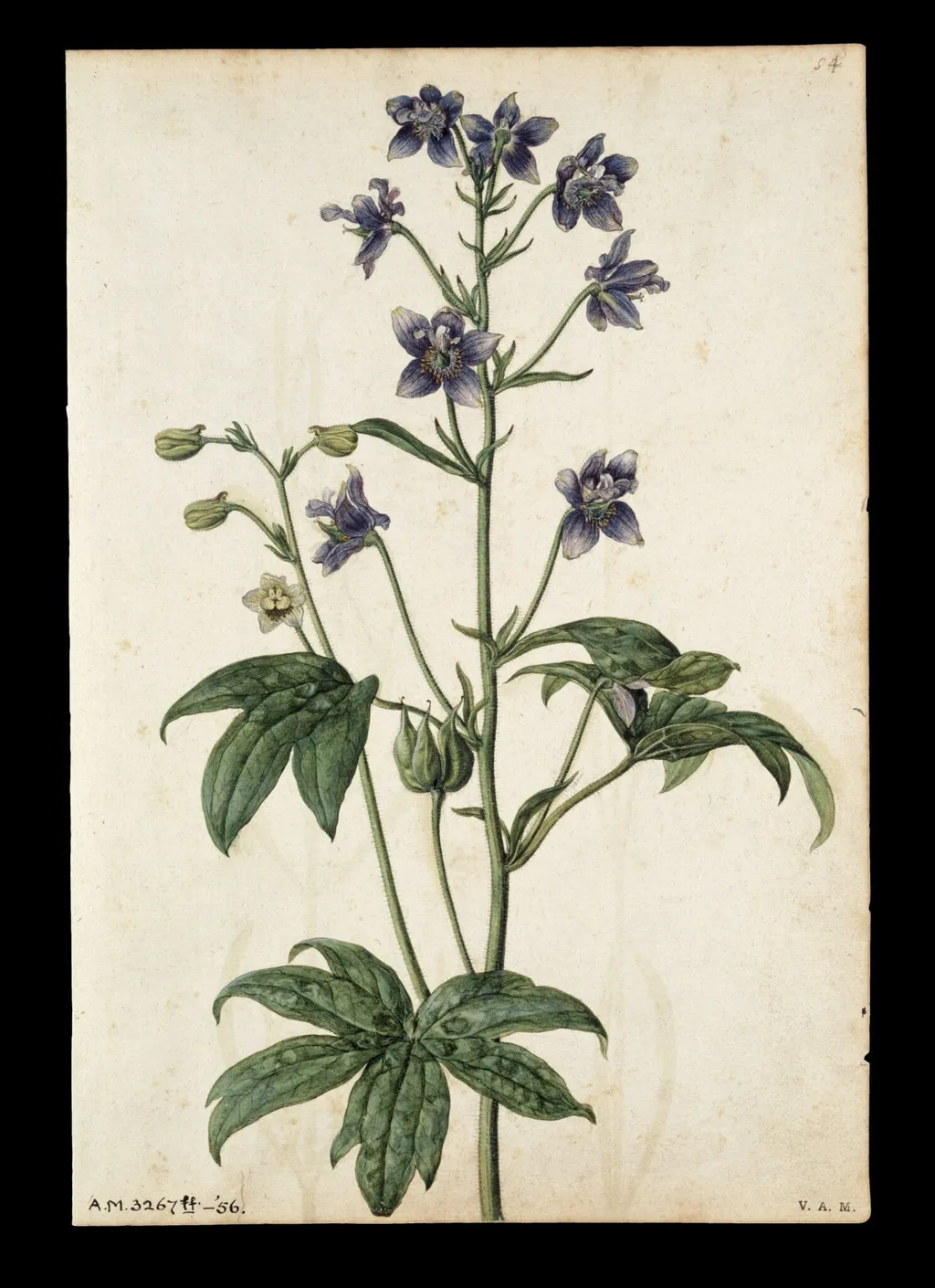 Stavesacre; Lavender, by Jacques Le Moyne de Morgues, watercolor, 1568