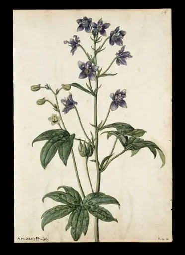 Stavesacre; Lavender, by Jacques Le Moyne de Morgues