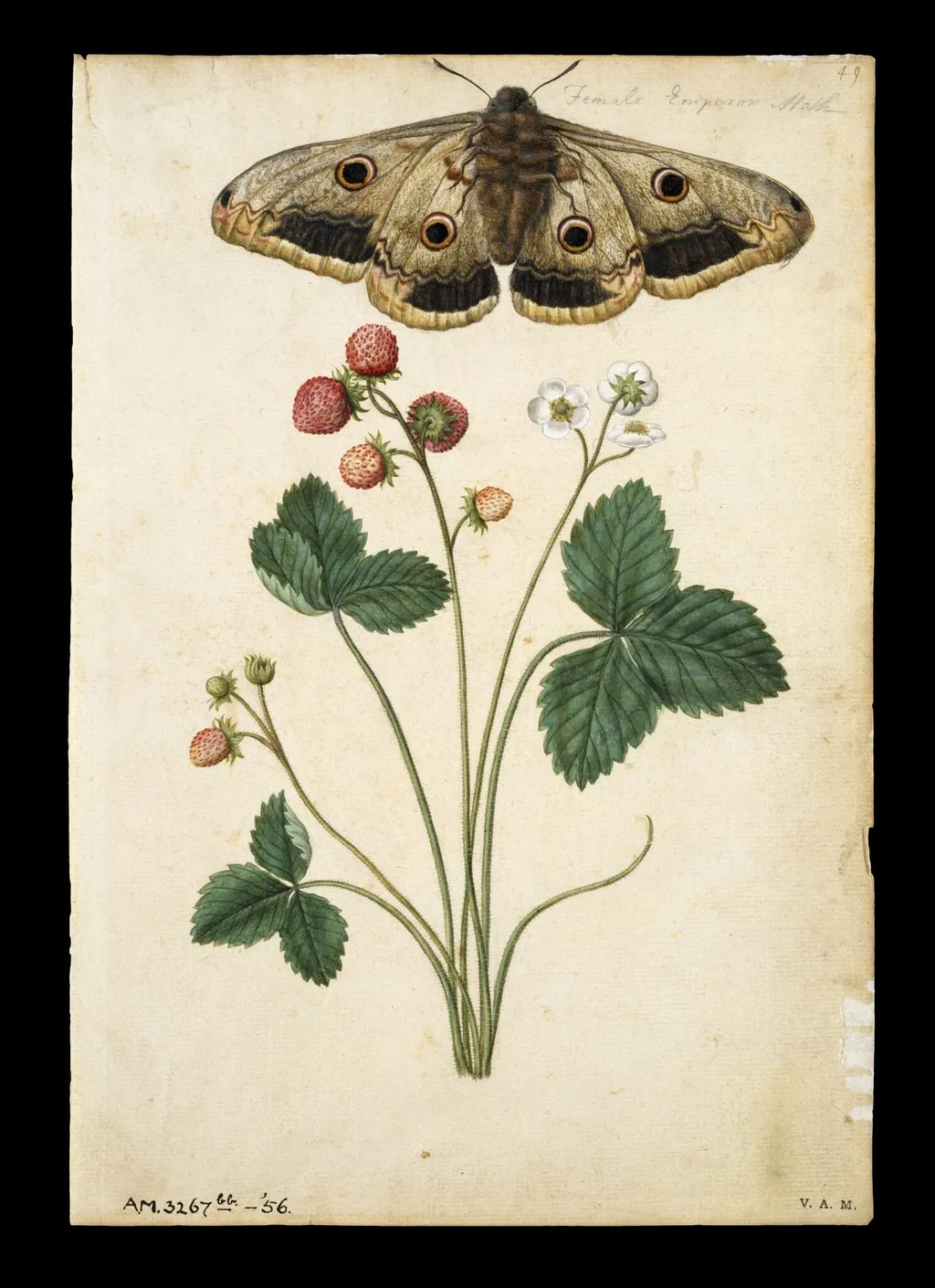 Strawberry and emperor moth, by Jacques Le Moyne de Morgues, watercolor, 1568