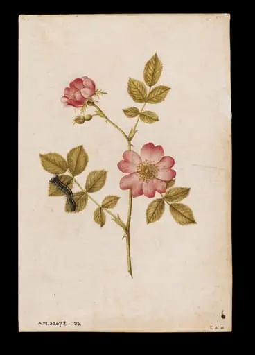 Two dog roses and a lackey moth caterpillar, by Jacques Le Moyne de Morgues