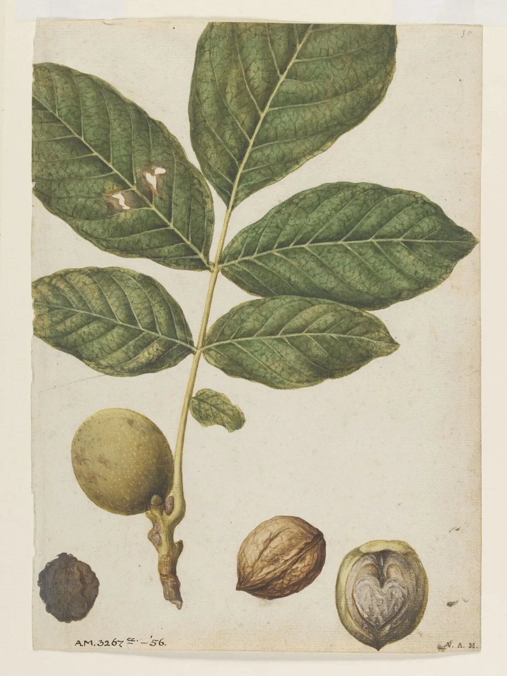 Walnuts, by Jacques Le Moyne de Morgues, watercolor, 1568