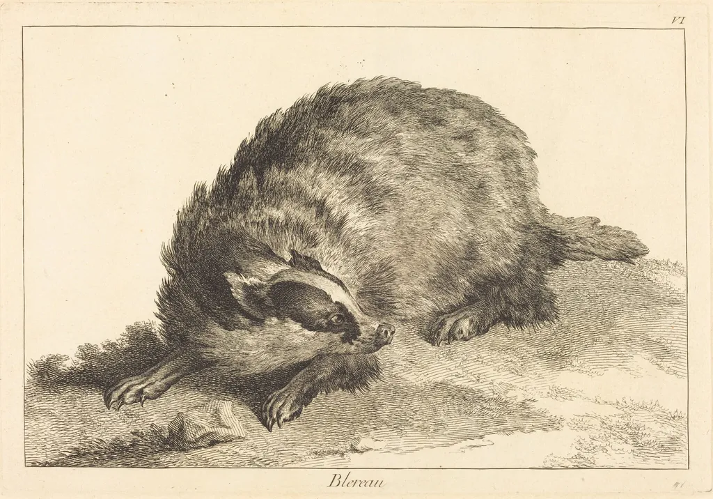 Blereau (Badger), by Jacques-Philippe Le Bas, ink, 1745