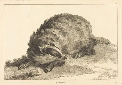 Blereau (Badger), by Jacques-Philippe Le Bas