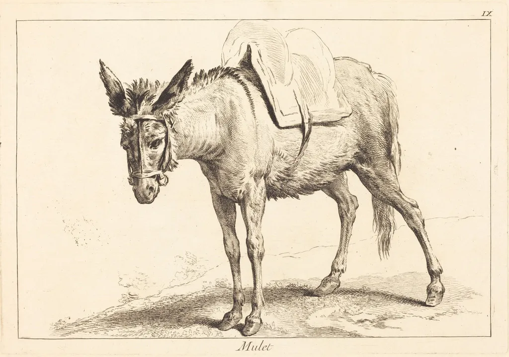 Mulet (Mule or Saddled Donkey), by Jacques-Philippe Le Bas, ink, 1745
