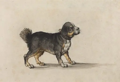 A Mastiff with a Gold-Tooled Collar, by Jakob Walther