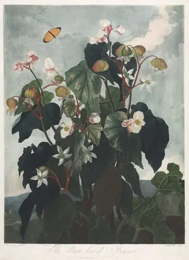 The Temple of Flora, or Garden of Nature: The Obique-leaved Begonia, by James Caldwall