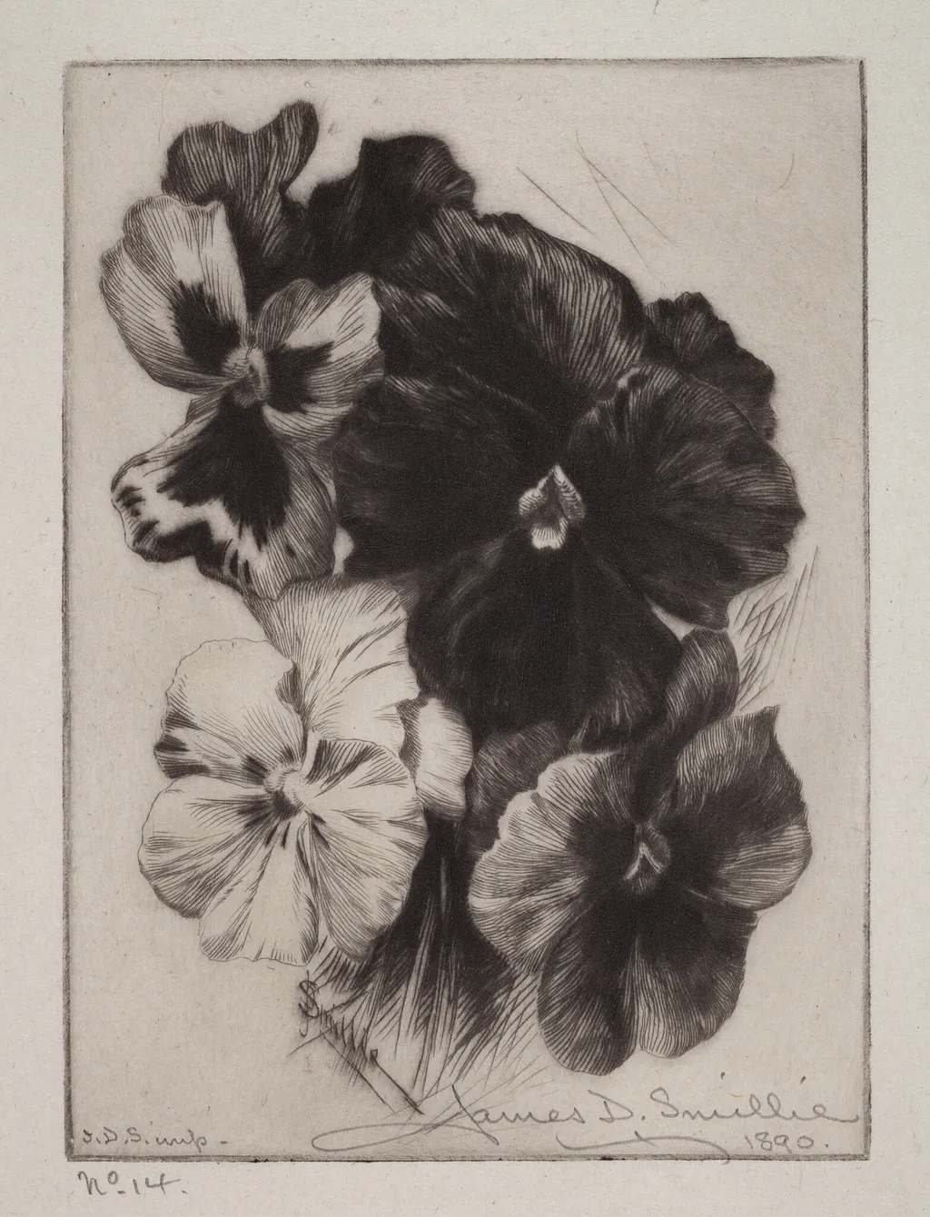 A Bunch of Pansies, by James David Smillie, ink, 1890