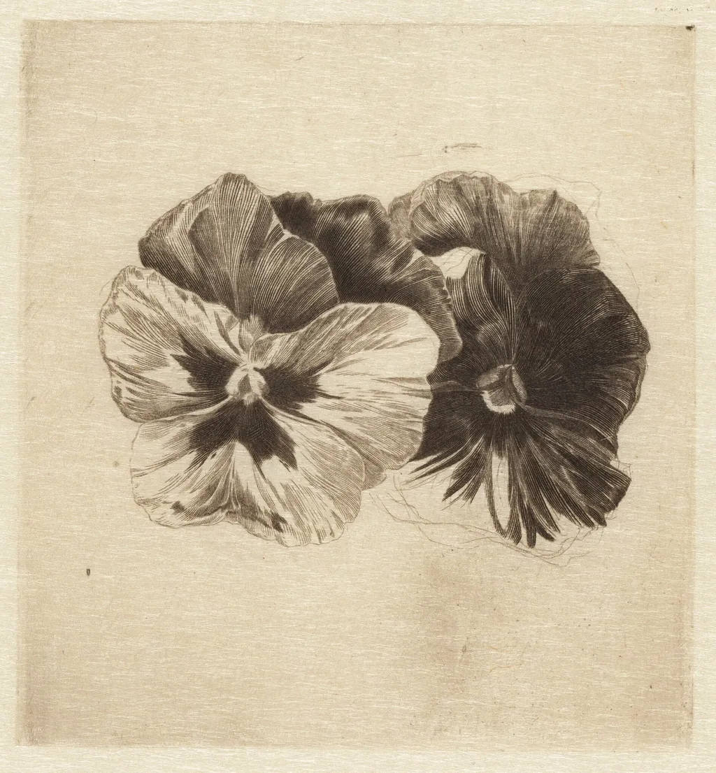 Pansies, by James David Smillie, ink