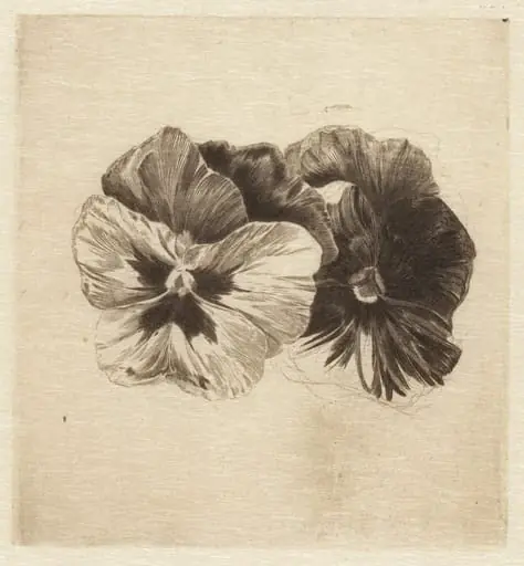 Pansies, by James David Smillie