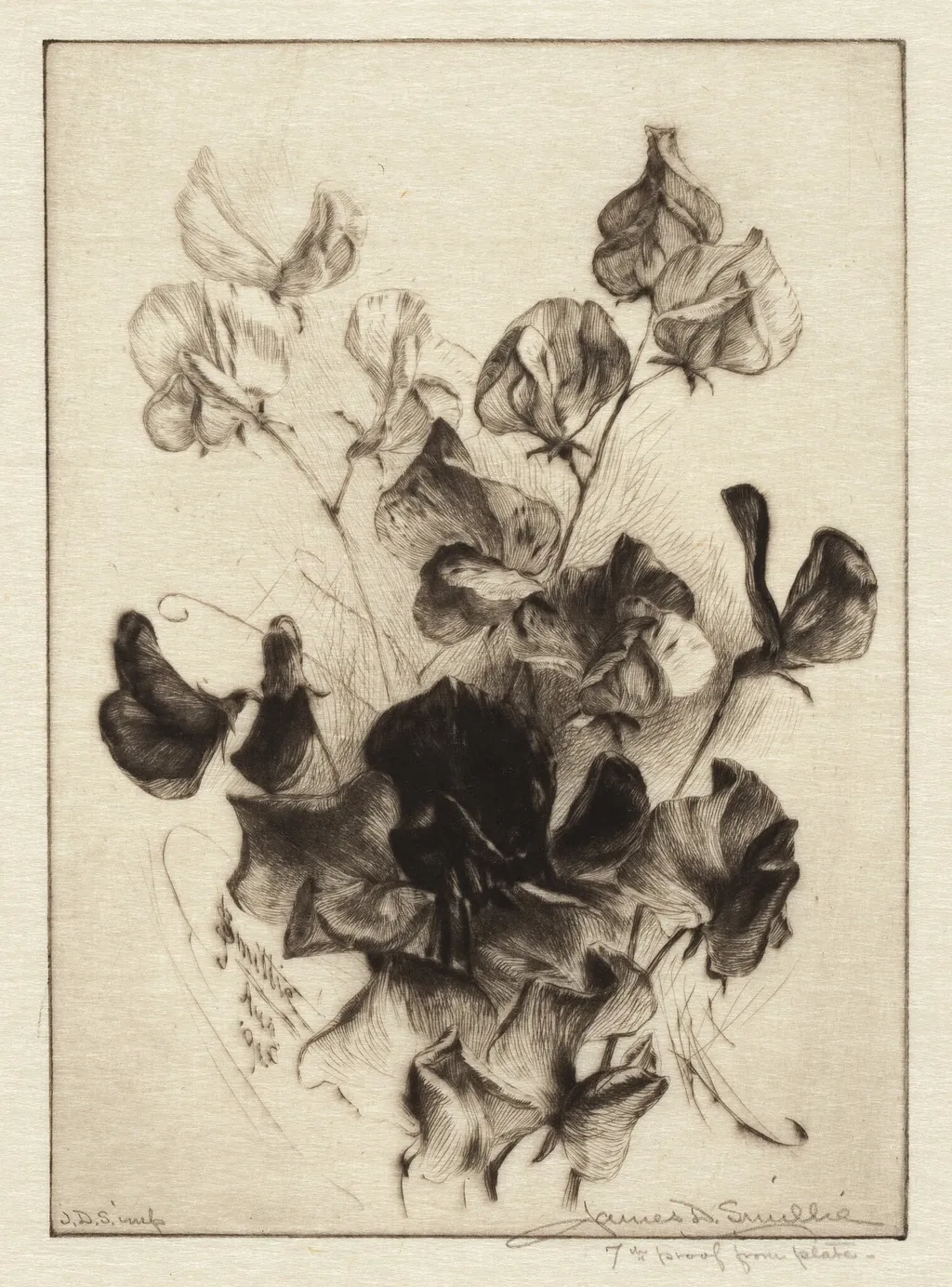 Sweet Peas, by James David Smillie, ink, 1891