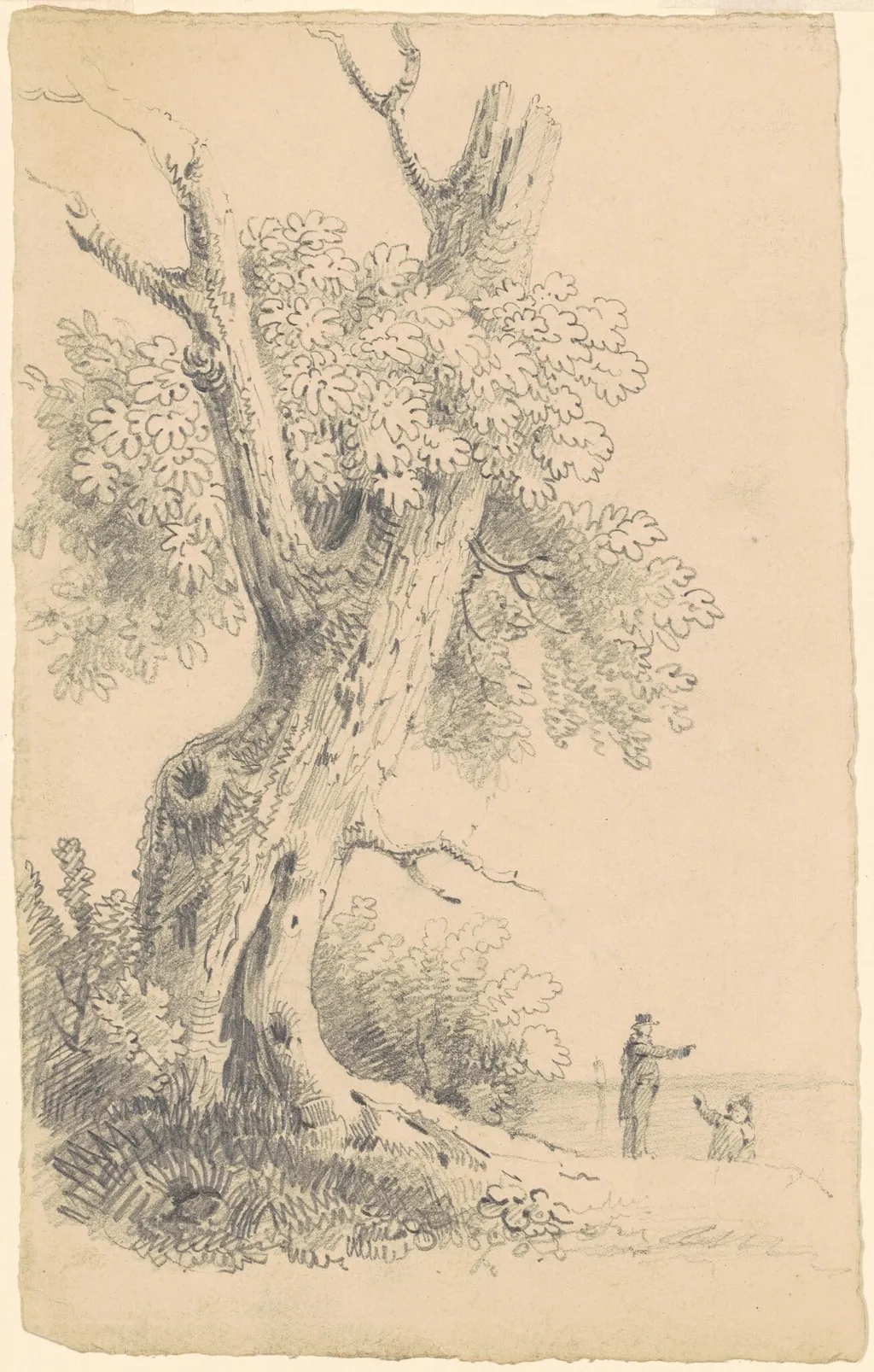 Tree Near the Shore, by James Goodwyn Clonney, graphite, 1832