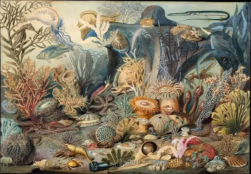 Ocean Life, by James M. Sommerville, 1859