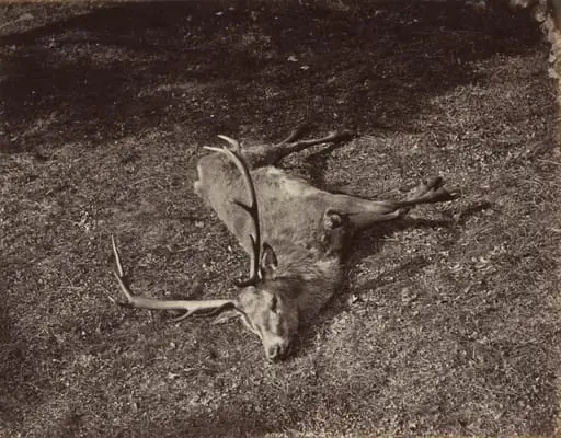The Royal Stag, by James Valentine