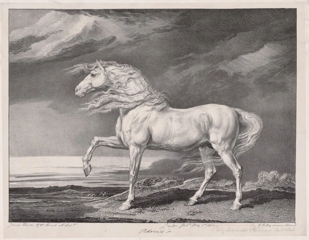 Fourteen Celebrated Horses: Adonis, by James Ward, 1824