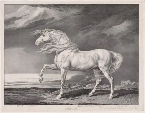 Fourteen Celebrated Horses:  Adonis, by James Ward