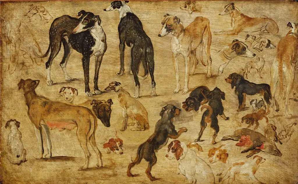 Studies of Dogs, by Jan Brueghel, the elder