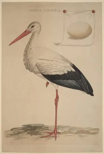 The White Stork, by Jan Christiaan Sepp