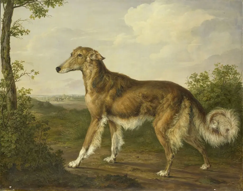 Siberian Greyhound, by Jan Dasveldt