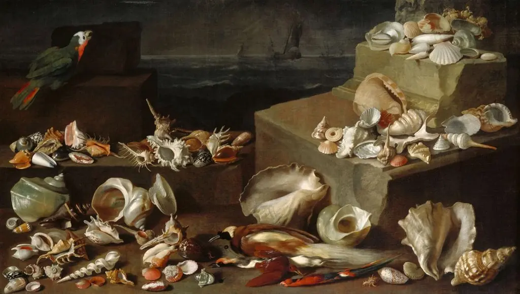 Stillleben mit Meeresschnecken und Muscheln, by Jan Davidsz. de Heem