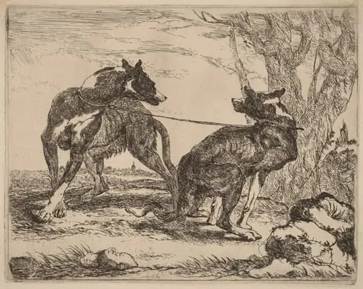Two Greyhounds, Leashed and Facing Each Other, by Jan Fyt