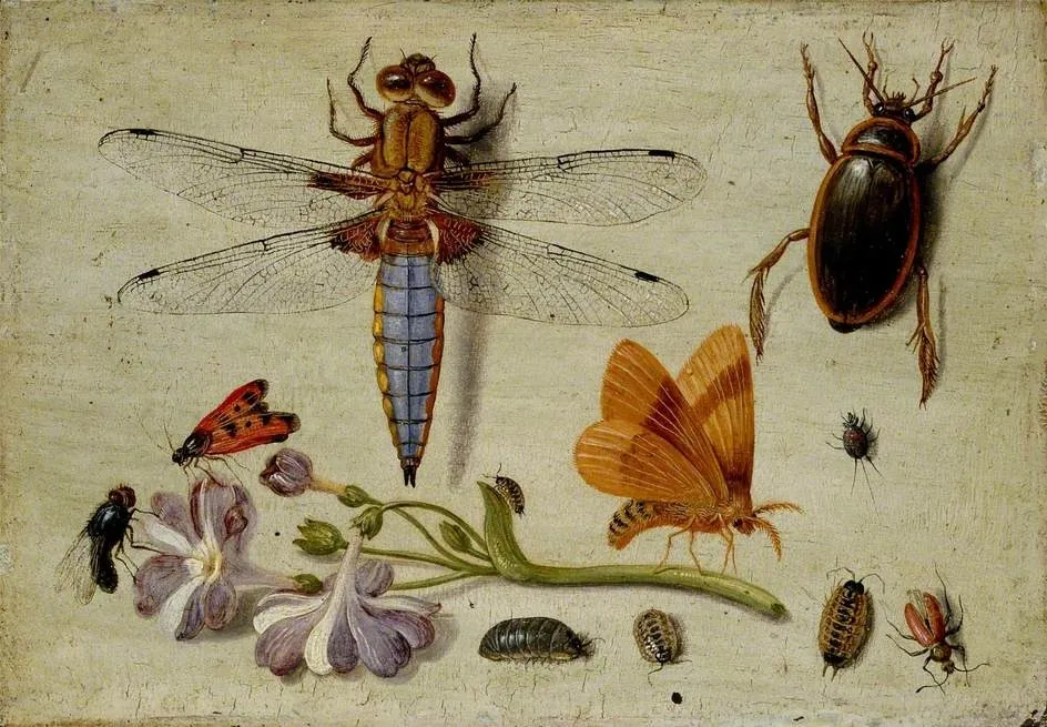 A Cockchafer, Beetle, Woodlice and other Insects, with a Sprig of Auricula, by Jan van Kessel the Elder, oil, 1662