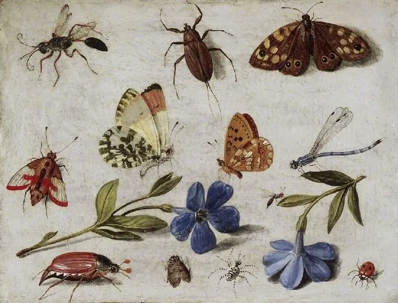 Insects