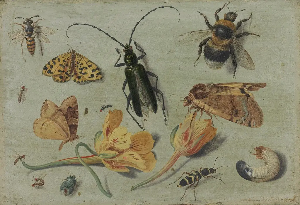 Insects