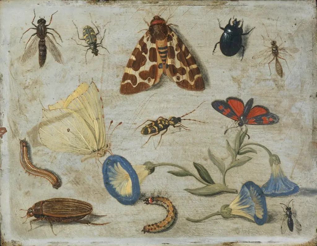 Insects, by Jan van Kessel the Elder