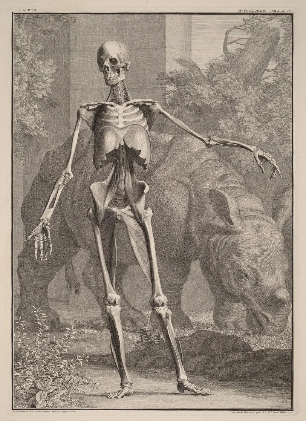 Musculorum Tabula IV, by Jan Wandelaar, ink, 1742