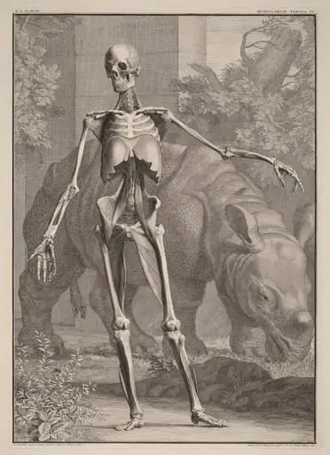 Musculorum Tabula IV, by Jan Wandelaar