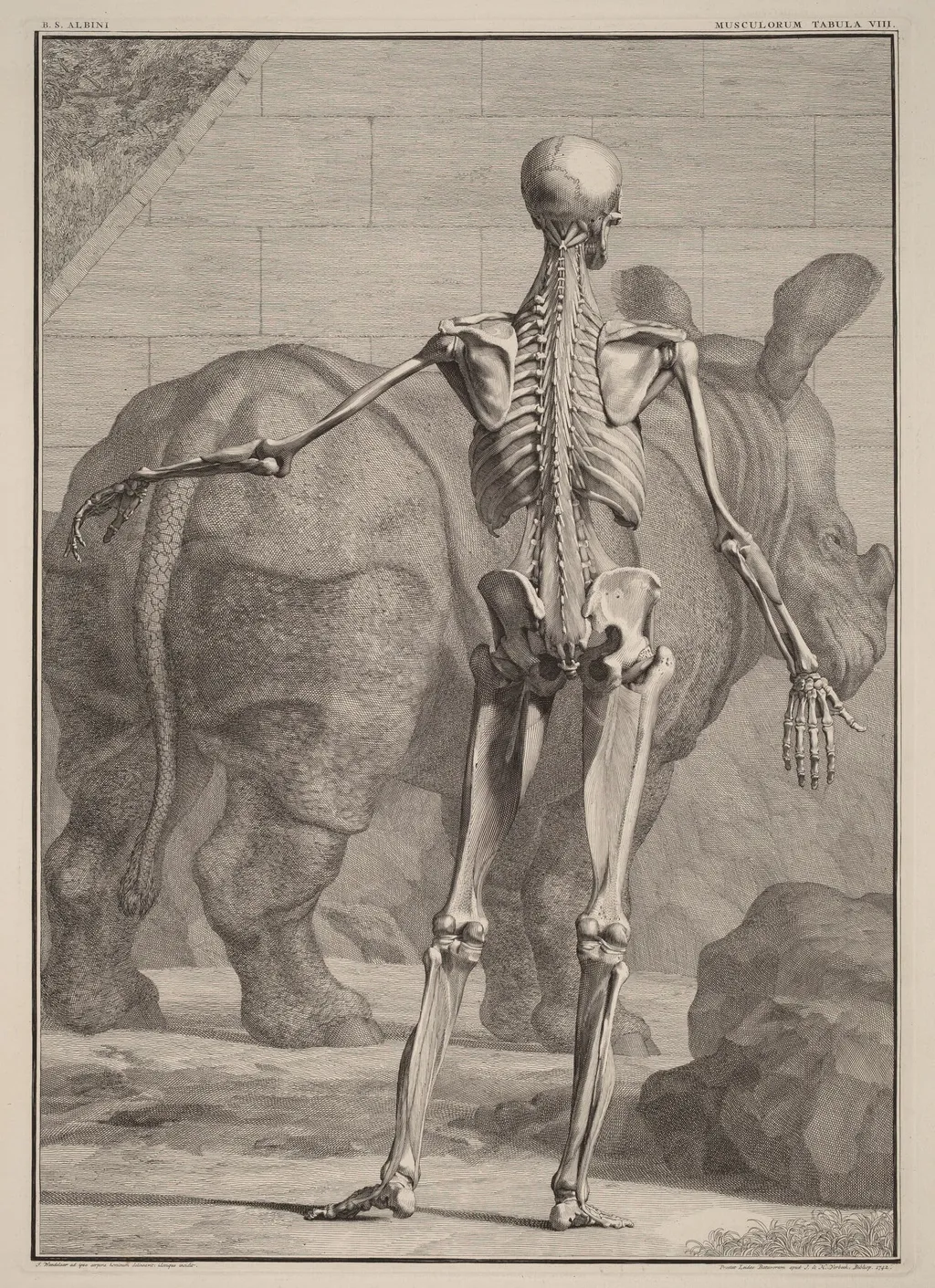 Musculorum Tabula VIII, by Jan Wandelaar, ink, 1742