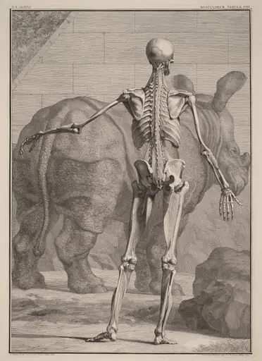 Musculorum Tabula VIII, by Jan Wandelaar
