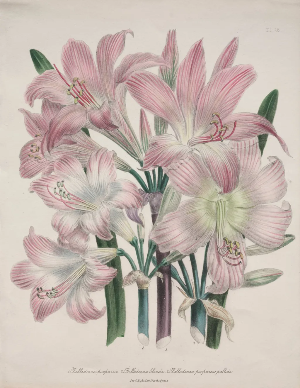 Belladonna Lily: Amaryllis belladonna, by Jane Loudon, 1842