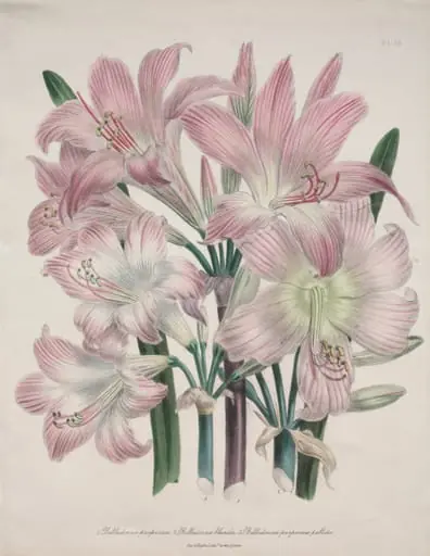 Belladonna Lily:  Amaryllis belladonna, by Jane Loudon