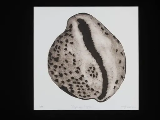Cypraea Tigris, by Janet Wilson