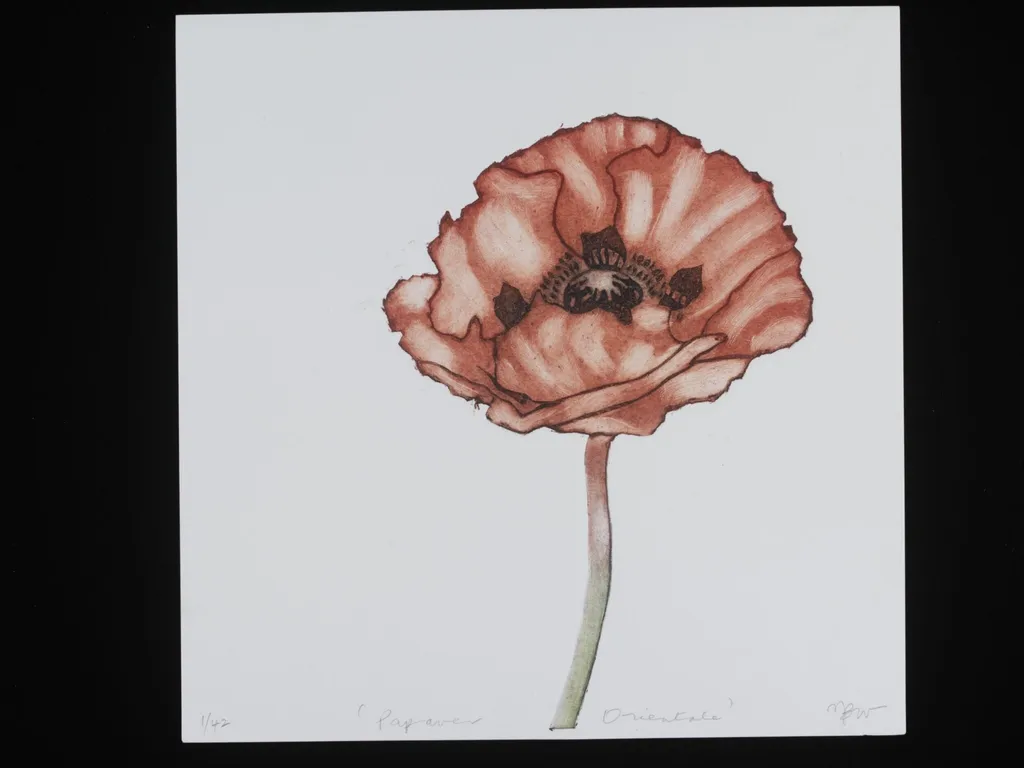 Papaver Orientale, by Janet Wilson, 2013