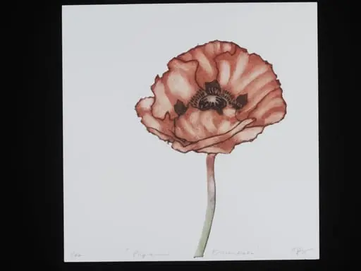 Papaver Orientale, by Janet Wilson