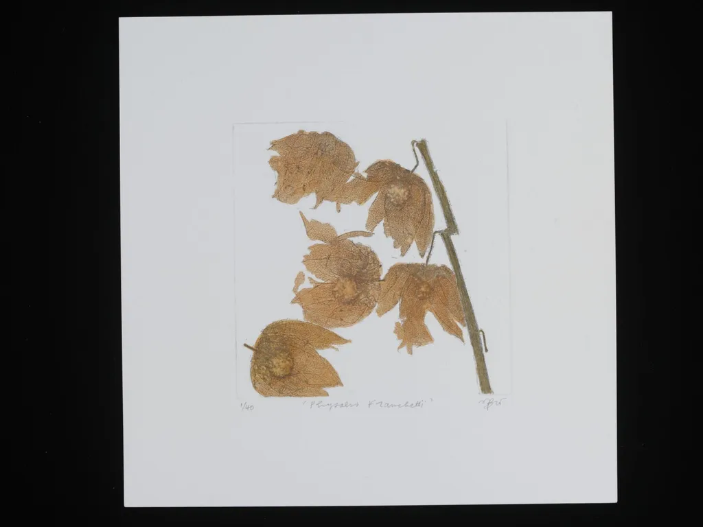 Physalis Franchetii, by Janet Wilson, 2012